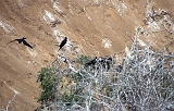 702_Fregatvogels op Isla de la Plata